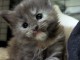 Chaton Maine coon à donner mâle 