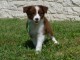 Chiots Border collier a donner femelle 