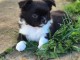 Chiots chihuahua femelle disponible 