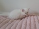 je donne chaton sacré brimanie mâle urgent 