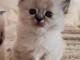 Chaton sacré brimanie a donner femelle 