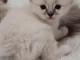 Adopter chaton sacré brimanie disponible 
