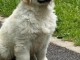 Bébé chiot golden retriever femelle adorable 