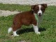 chiots Border collier Femelle a donner urgent 