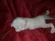 Chaton Bengal pour adoption 