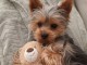 Chiots Yorkshire terrier disponible de suite 