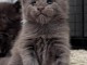 bébé chaton Maine coon à adopter 