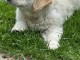 bébé chiot golden retriever mâle a donner 