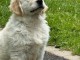 chiots golden retriever femelle adorable 