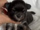 chiots chihuahua mâle a donner 