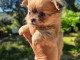 chiot chihuahua à adopter 