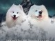 Chiens adultes Samoyed et chiots à vendre