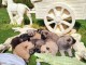 Chiots Eurasier à adopter mâle et femelle 
