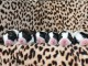 Chiots Chien du Saint-Bernard a donner 