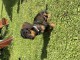 chiot teckel a poil dur à adopter 