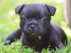 bébé chiot staffie à donner 