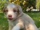 bébé chiot berger australien mâle a donner 