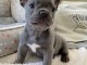 chiots bouledogue français a donner mâle 