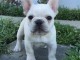 chiots bouledogue français à donner 