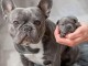 bouledogue français a donner 