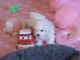 chiot bichon frisé a donner 