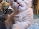 chaton Maine coon à donner 