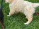chiots golden retriever mâle a donner 