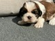 chiots Shih Tzu à donner 