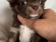 chiots chihuahua à adopter 