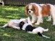 chiot cavalier king charle a donner 