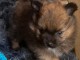 chiot spitz nain a donner 