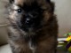 chiot spitz allemand race pure a donner 