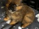 chiots spitz allemand à adopter 