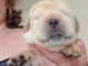 chiot labrador retriever pour adopter 