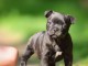 chiot staff disponible pour adoption 