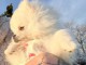 je donne chiot spitz allemand 