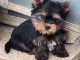 chiots York mâle a donner 