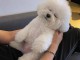 adoption chiot bichon frisé femelle 