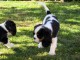 chiots cavalier king charle femelle a donner 