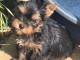 chiot Yorkshire femelle a donner 