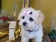 chiot bichon frisé a donner 