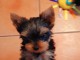 chiot Yorkshire femelle a donner 