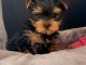 bébé chiot Yorkshire femelle a donner 