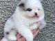 chiot spitz allemand à adopter urgent 