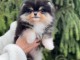spitz nain Poméranie adorable a venir chercher sur place 