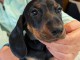 chiot teckel a donner contre bon soin 