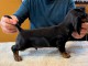 chiot teckel a donner contre bon soin 