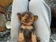 bébé chiot type teckel a donner 