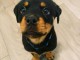 chiot rottweiler à adopter 