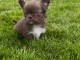 chiot chihuahua femelle a donner 
